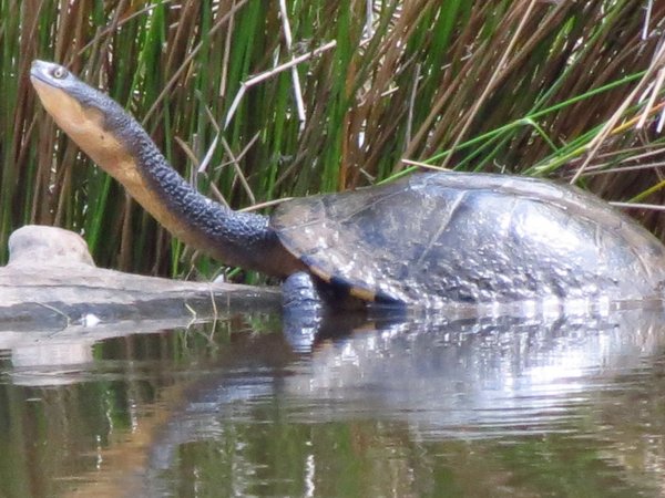 turtle