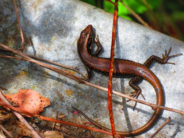 lizard