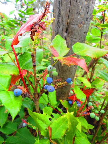 plant