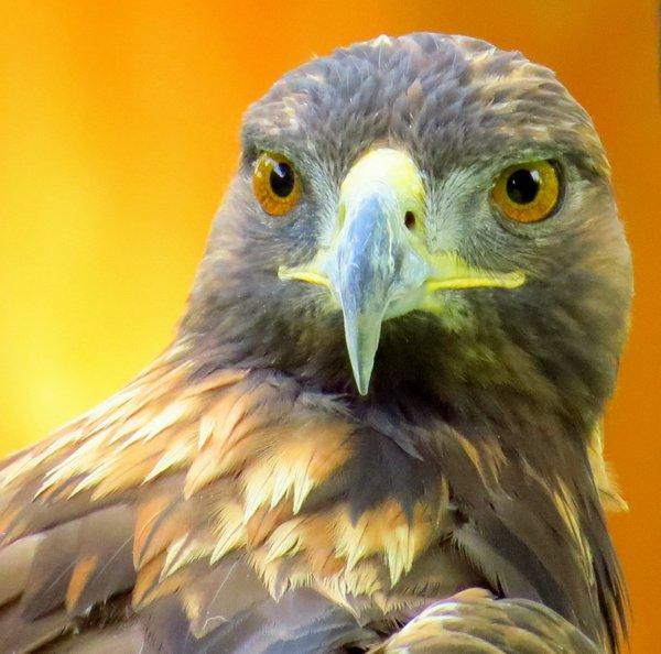 golden eagle