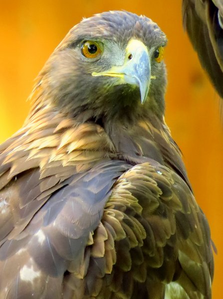 golden eagle