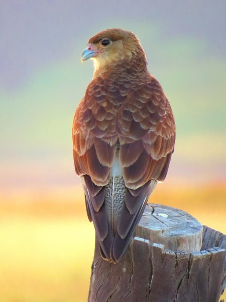 caracara