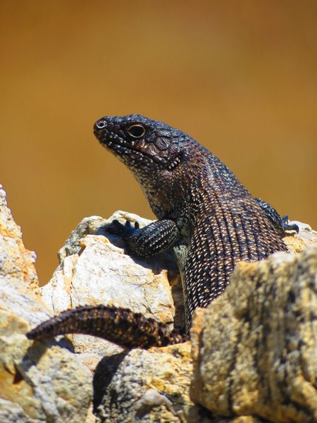 lizard