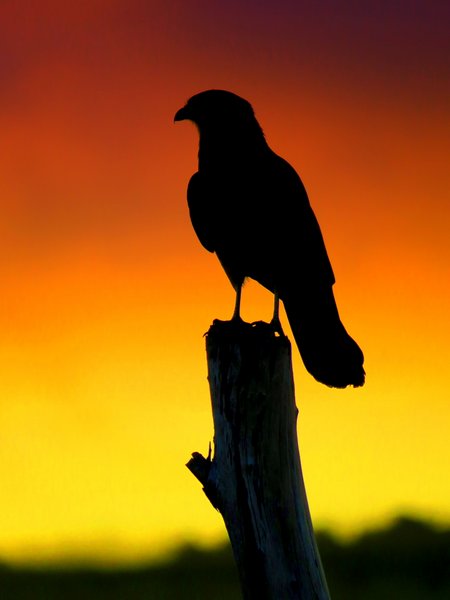 caracara