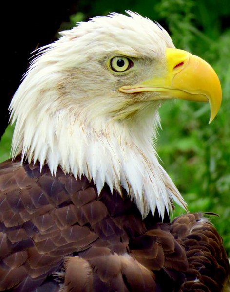 bald eagle