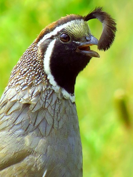 quail