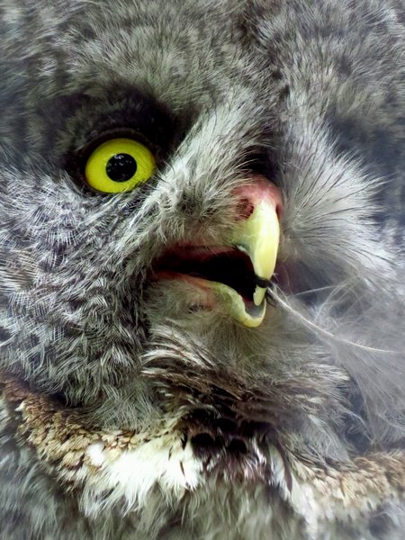 great gray owl