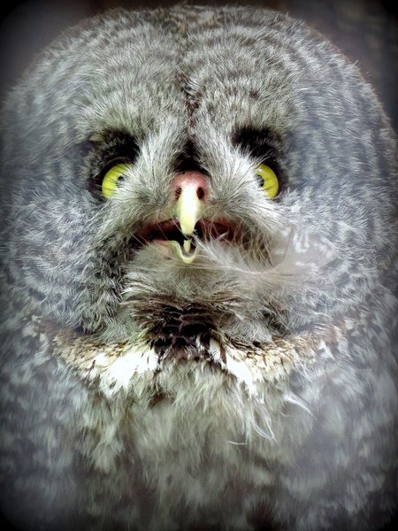 great gray owl
