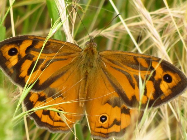 butterfly