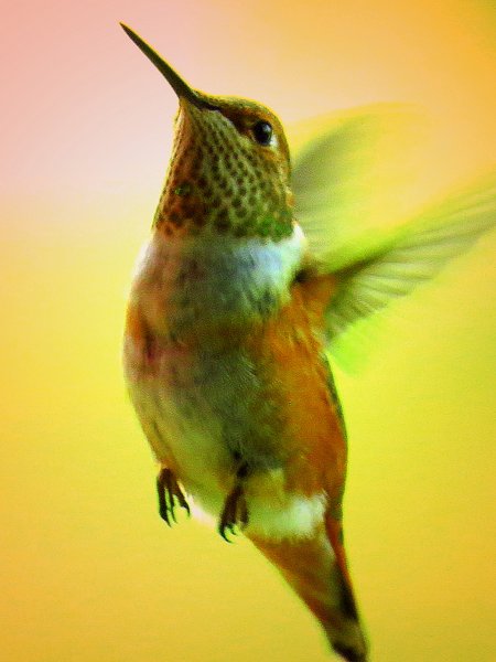 hummingbird