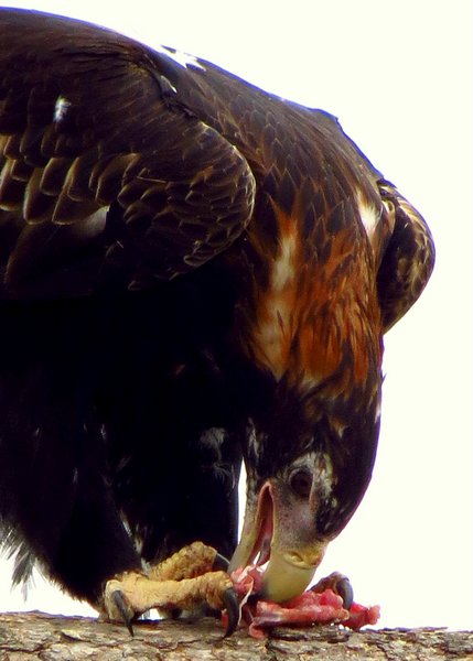 wedge tailed eagle