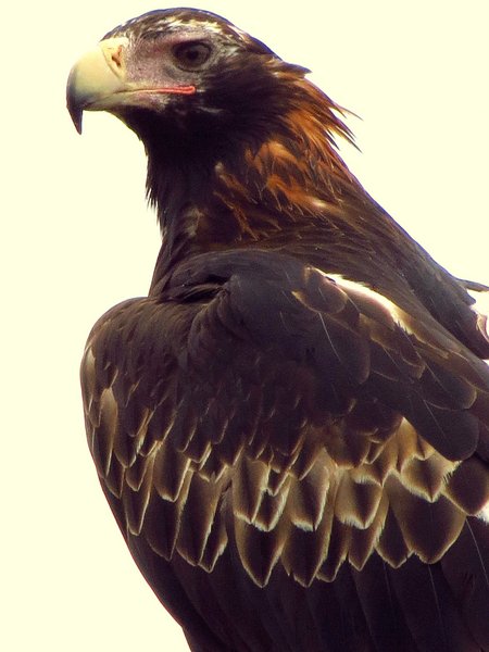 wedge tailed eagle