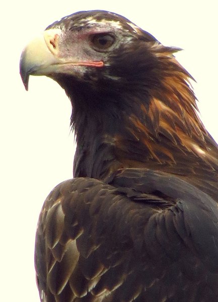 wedge tailed eagle