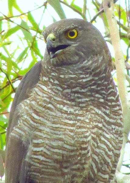 goshawk hawk
