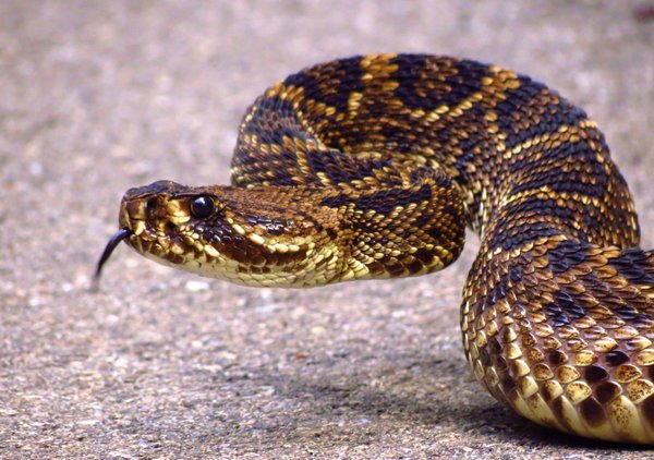 snake