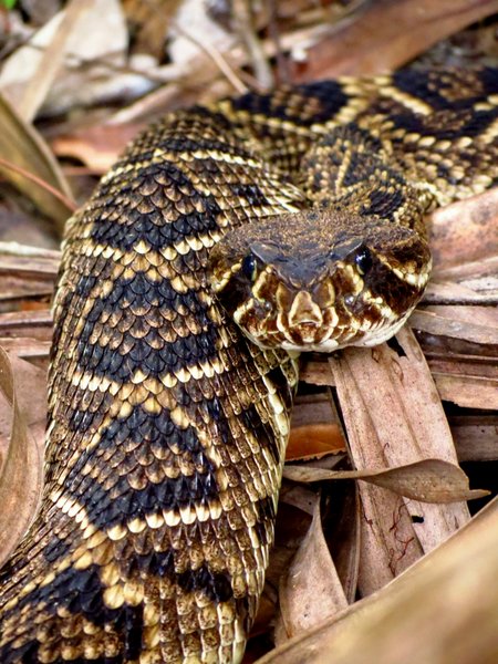 snake