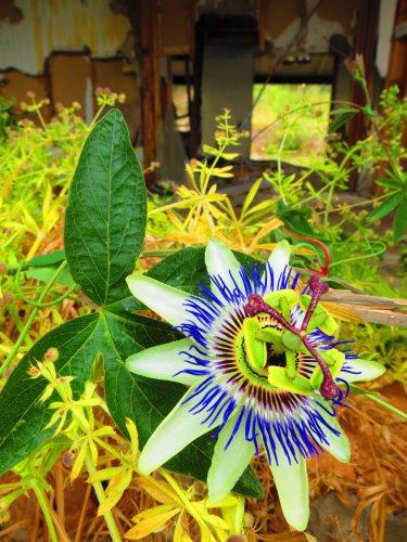 flower
