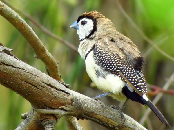 finch