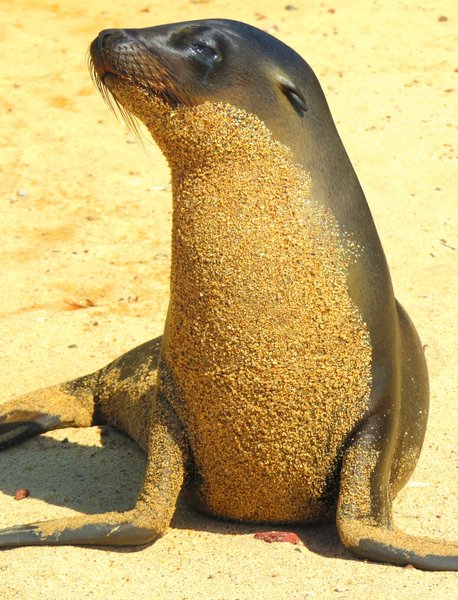 seal