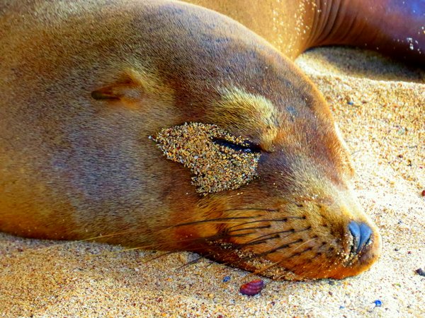 seal