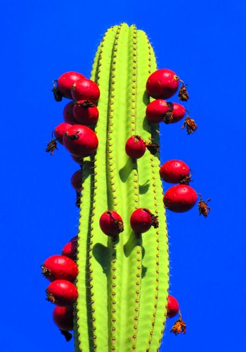 cactus