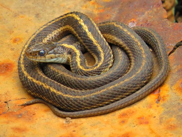snake