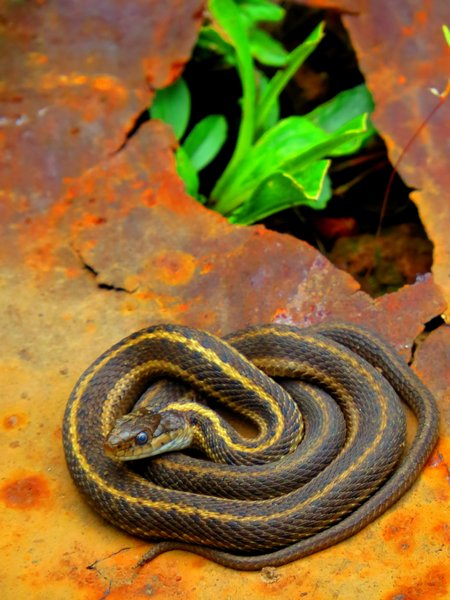 snake