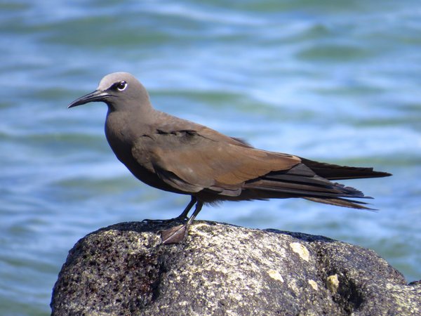 tern gpgs