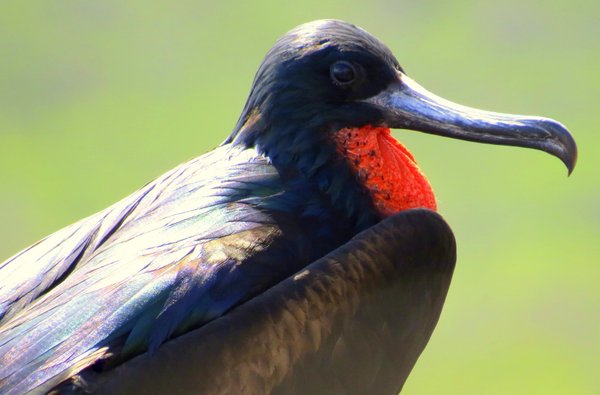frigatebird