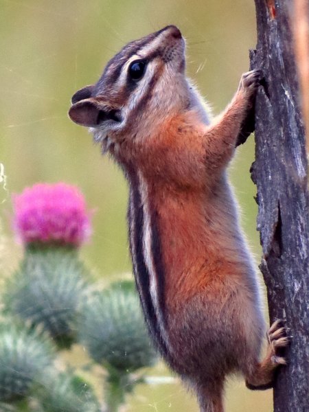chipmunk