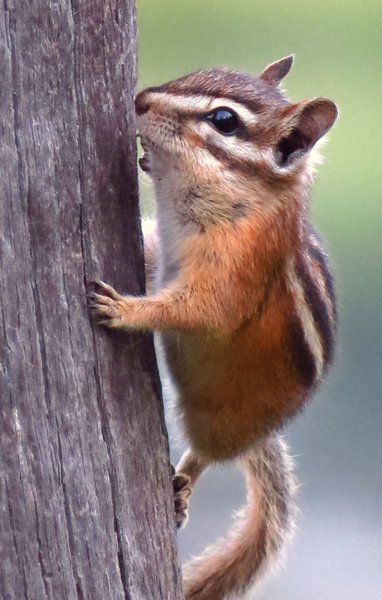 chipmunk