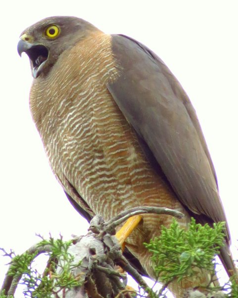 goshawk hawk