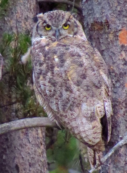 owl great horned