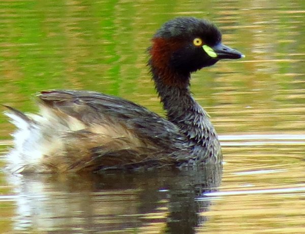grebe