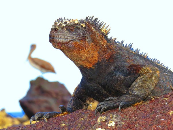 marine iguana