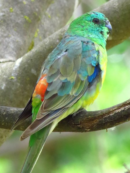 red rumped parrot