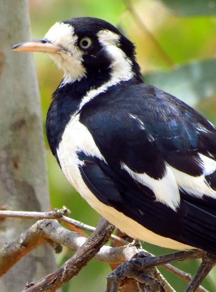 magpie lark