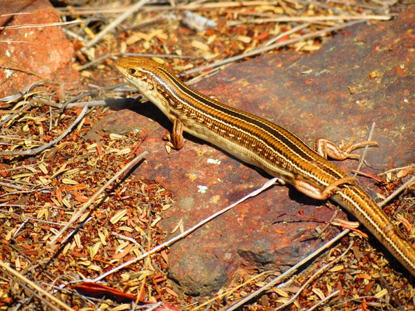 lizard