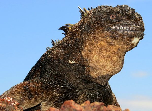 marine iguana