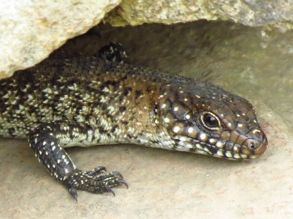 lizard