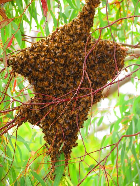 bees
