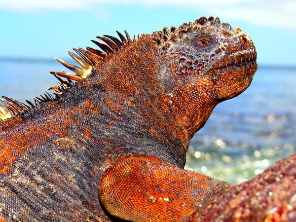 marine iguana