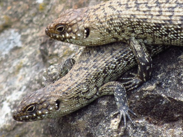 lizard