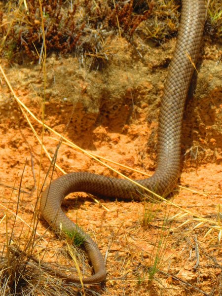 snake