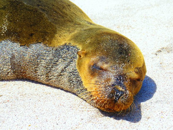 seal