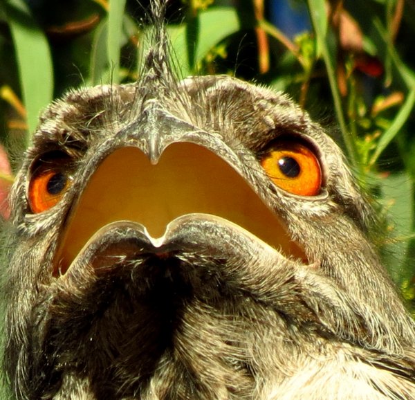 tawny frogmouth
