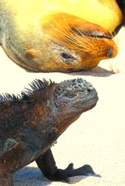 marine iguana seal