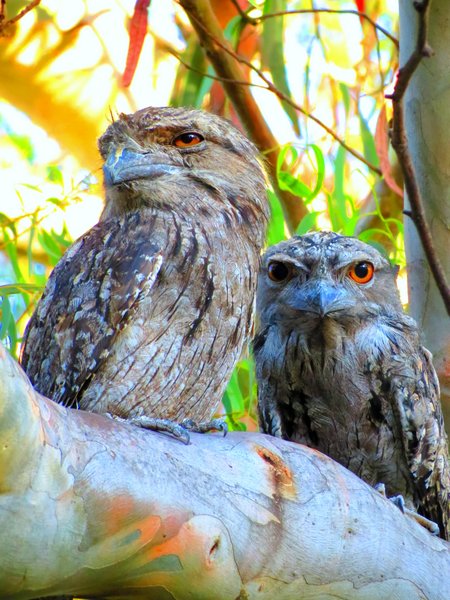 tawny frogmouth