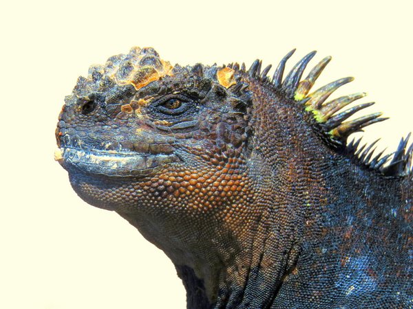 marine iguana