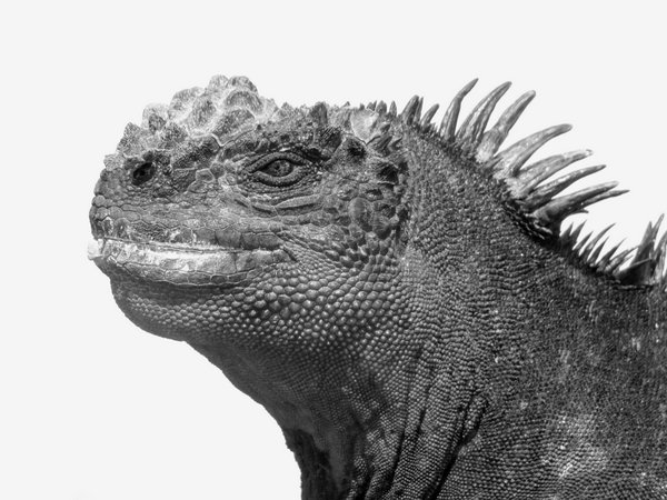 Marine Iguana